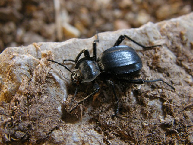 Probabile Blaps da identificare: no, Akis trilineata barbara